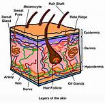 The Integumentary System | Quizizz