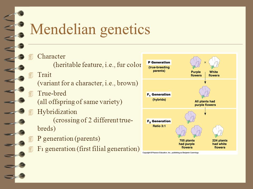 which-best-describes-a-mendelian-trait-answers