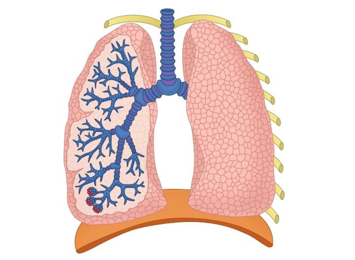 8.2 Breathing and Gas Exchange | Quizizz