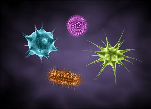 Bacteria & Microorganism Quiz