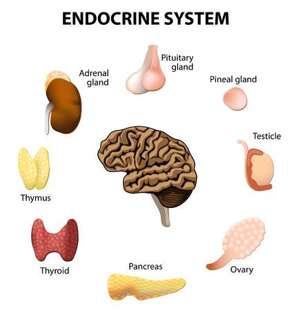 Endocrine System | 4.2K plays | Quizizz