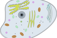 siklus sel dan mitosis - Kelas 12 - Kuis