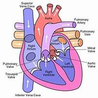 Drawing Hearts - Year 7 - Quizizz