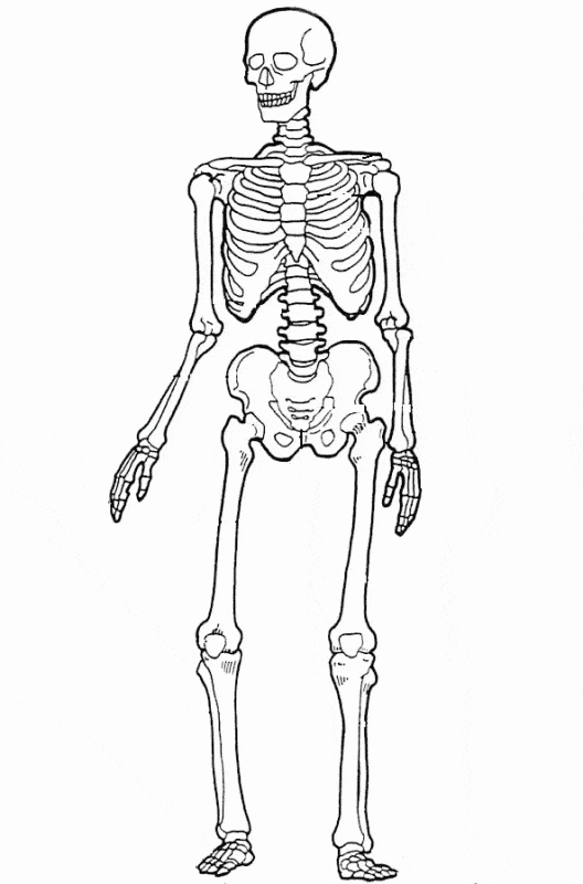 Sistema óseo | Biology Quiz - Quizizz