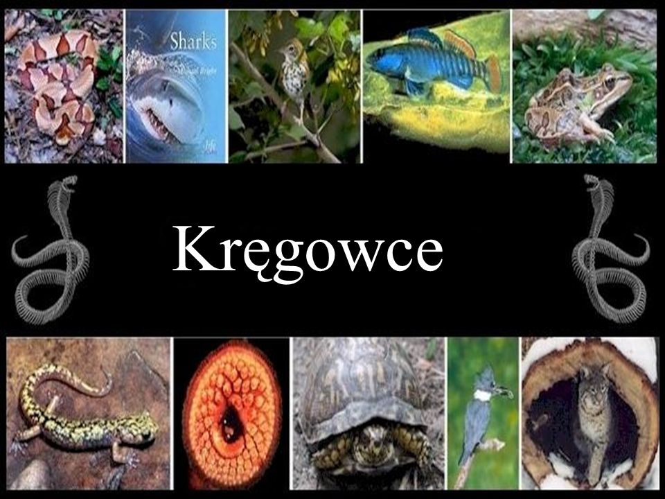 kręgowce i bezkręgowce - Klasa 3 - Quiz