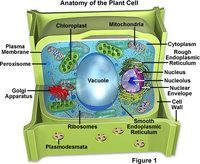 plant cell diagram - Class 4 - Quizizz