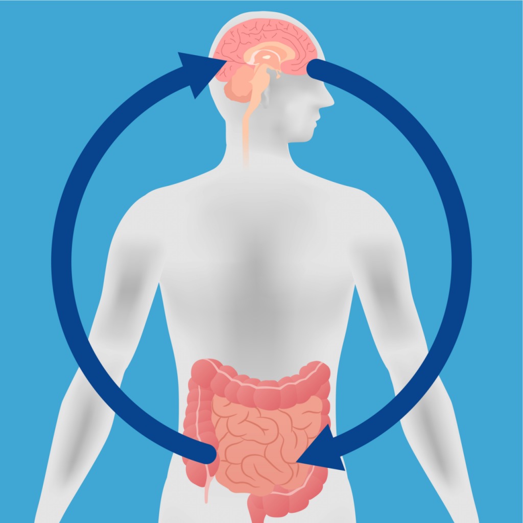 metabolismo - Série 11 - Questionário