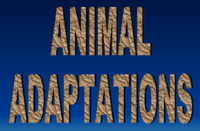 animal adaptations - Grade 3 - Quizizz