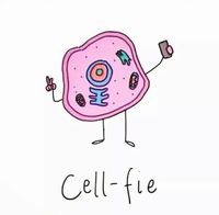 plant cell diagram Flashcards - Quizizz