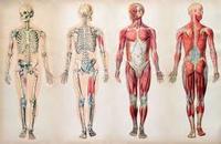 Anatomy Cards - Year 11 - Quizizz