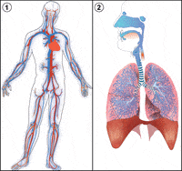 Respiratory And Circulatory System | 1.8K Plays | Quizizz