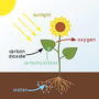 Photosynthesis and Respiration