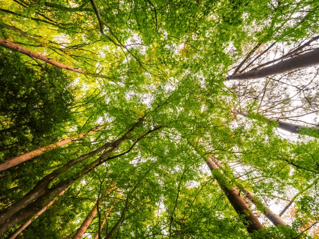 biologia vegetal - Série 12 - Questionário