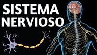 los sistemas nervioso y endocrino Tarjetas didácticas - Quizizz