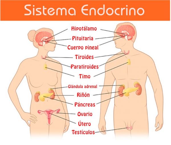 los sistemas nervioso y endocrino - Grado 1 - Quizizz