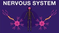 the reproductive system - Class 7 - Quizizz