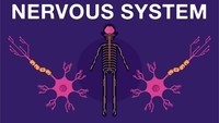 the nervous and endocrine systems - Class 7 - Quizizz