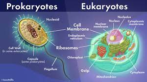 prokaryotes and eukaryotes - Class 8 - Quizizz