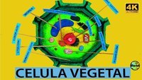 biologia vegetal - Série 6 - Questionário