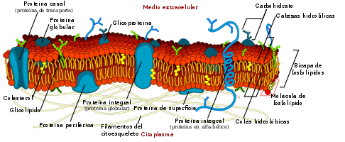 membranas y transporte - Grado 1 - Quizizz