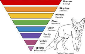 Taxonomy | Ecology Quiz - Quizizz