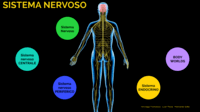 os sistemas nervoso e endócrino - Série 10 - Questionário