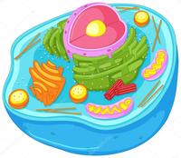 diagrama de células vegetales - Grado 4 - Quizizz