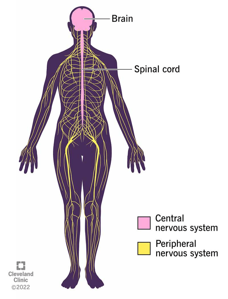 the reproductive system - Year 12 - Quizizz