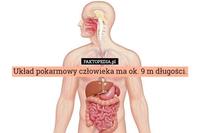 łańcuch pokarmowy - Klasa 9 - Quiz