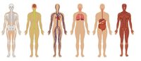 Human Body Systems Vocabulary