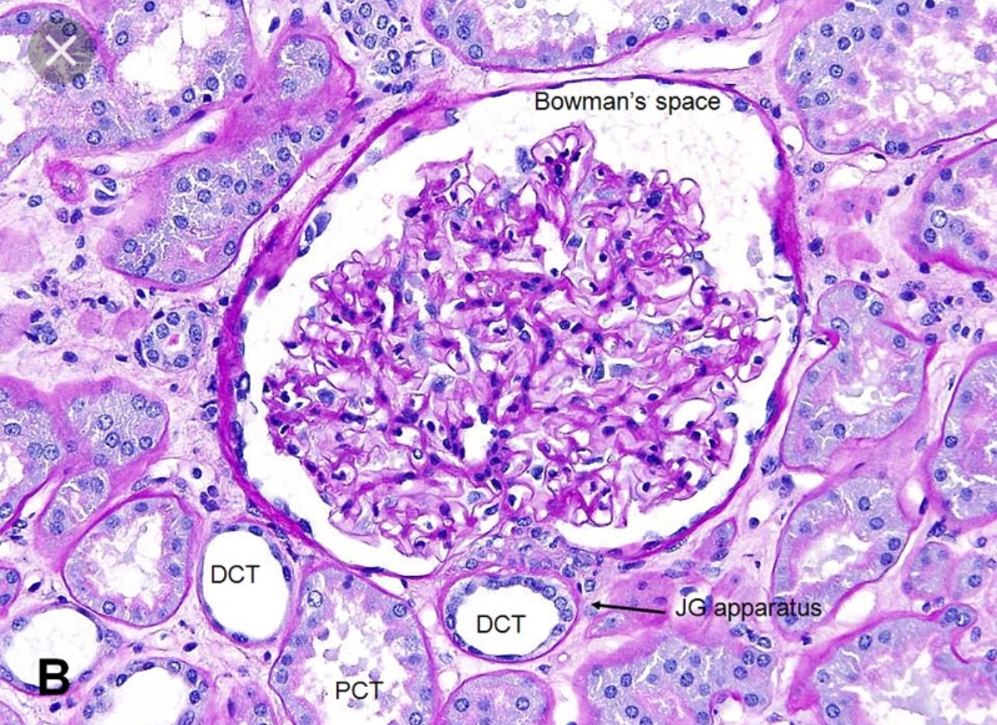 Scientific Designing Of Nephron Structure The Microsc - vrogue.co