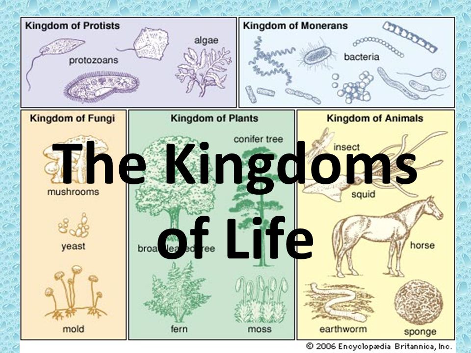 Kingdoms что нового