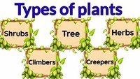 plant biology - Class 3 - Quizizz