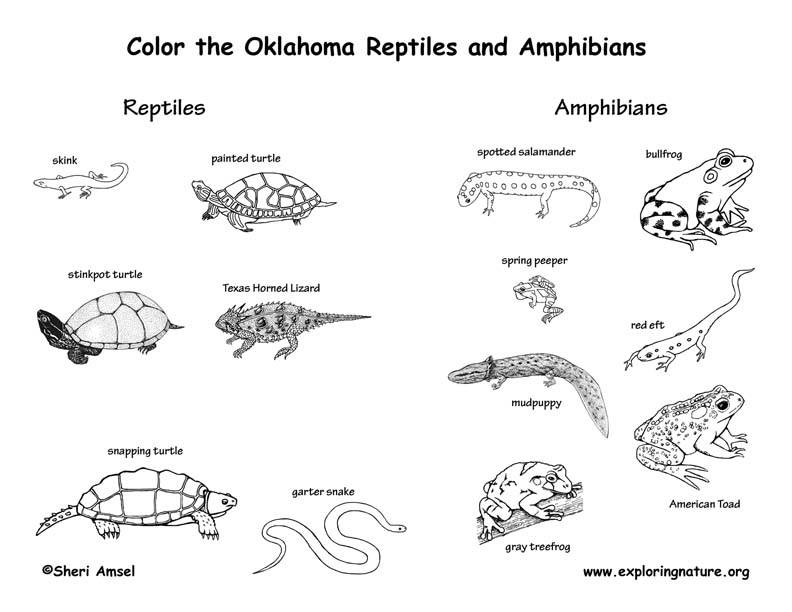 Oklahoma Amphibians & Reptiles | Biology - Quizizz