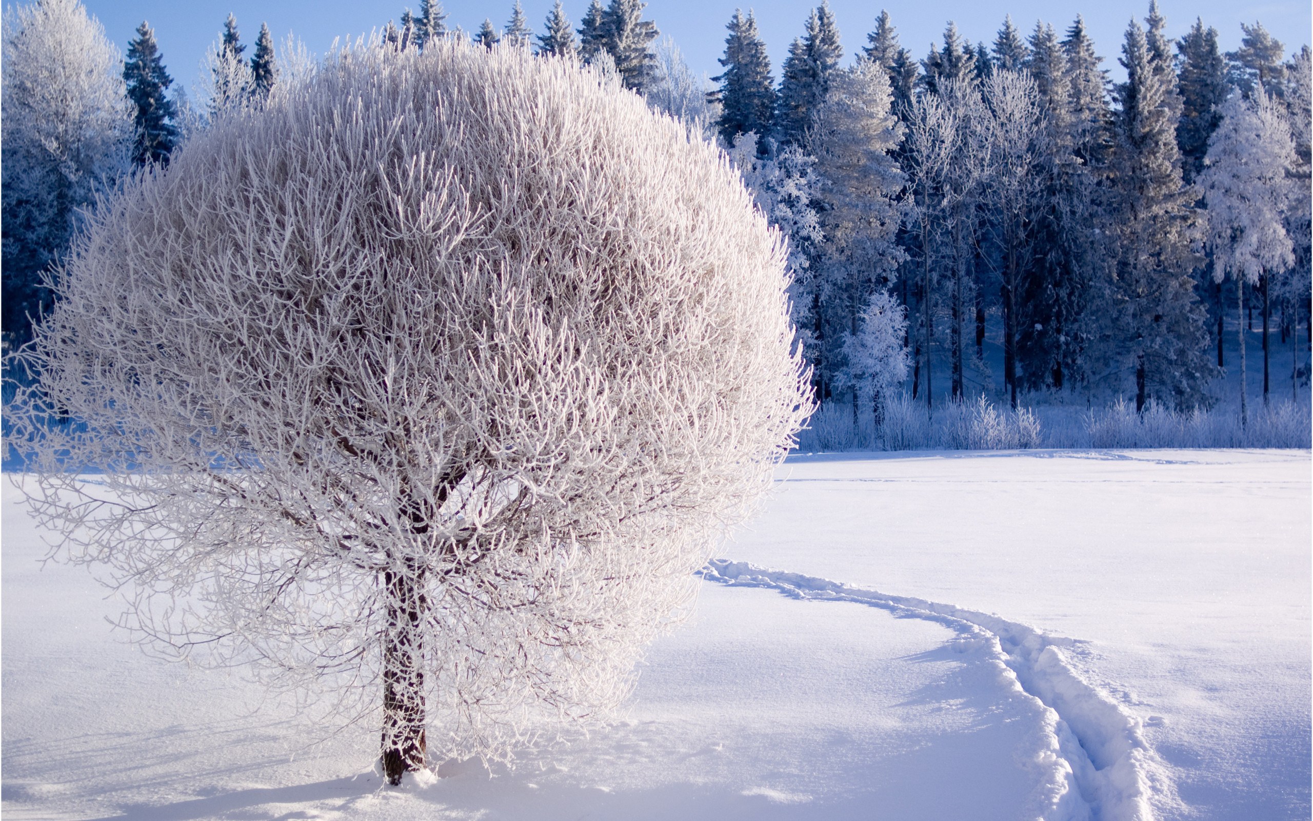 winter-trivia-quizizz