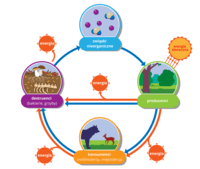 łańcuch pokarmowy - Klasa 8 - Quiz