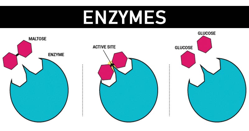 enzymes - Year 8 - Quizizz