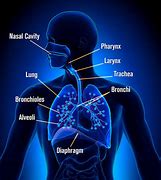 Respiratory System Grade 9 Quiz No.1