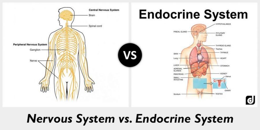 Nervous and Endocrine Systems | Science Quiz - Quizizz