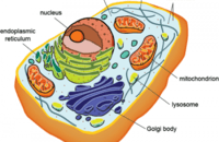 cấu trúc và sao chép DNA - Lớp 10 - Quizizz