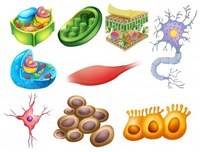 diagrama de célula vegetal Flashcards - Questionário