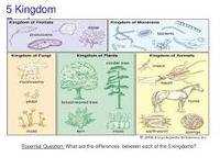 ประสาทสัมผัสทั้ง 5 - ระดับชั้น 5 - Quizizz