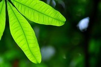 photosynthesis Flashcards - Quizizz