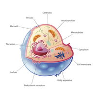 Animal Cell Organelles