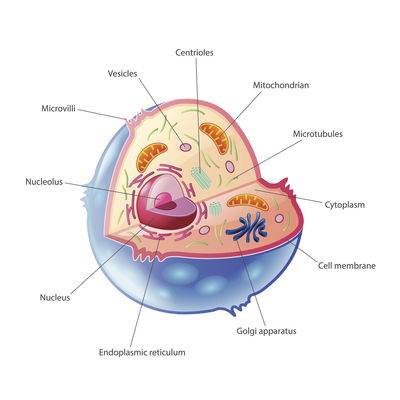 Animal Cell Organelles Biology Quizizz