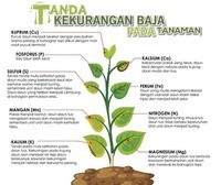 biologi tanaman - Kelas 3 - Kuis