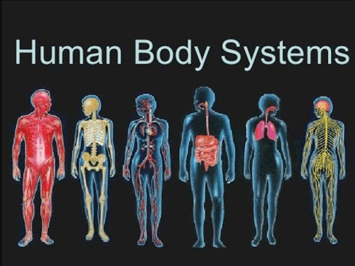 Steele Hs Body Systems Interactions Quiz Quizizz