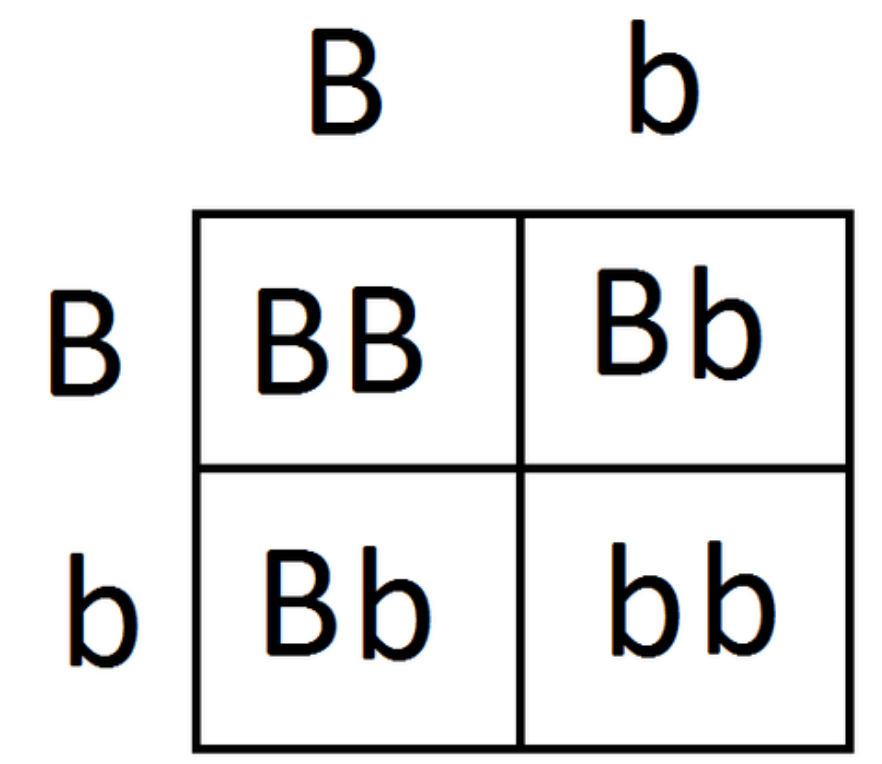 Biology Genetics Quiz 2 Genetics Quiz Quizizz 7949