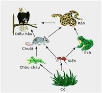 sơ đồ tế bào thực vật - Lớp 10 - Quizizz