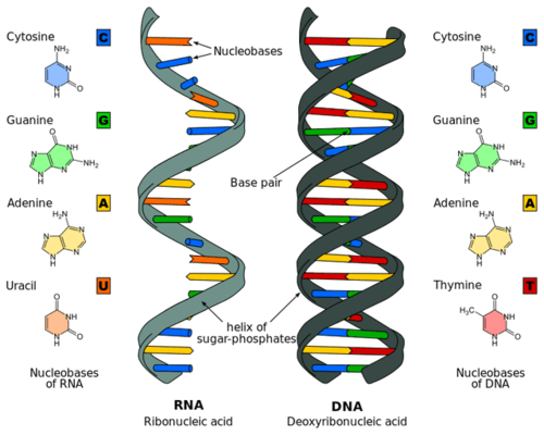 DNA/RNA/ATP